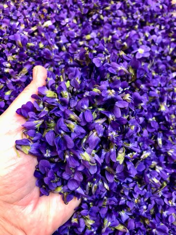 FIALKA - VIOLKA VONNÁ